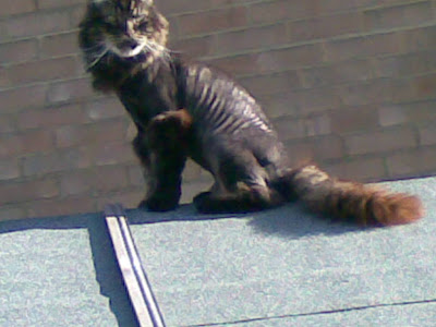 Totally just funny shaved cat picture awesome